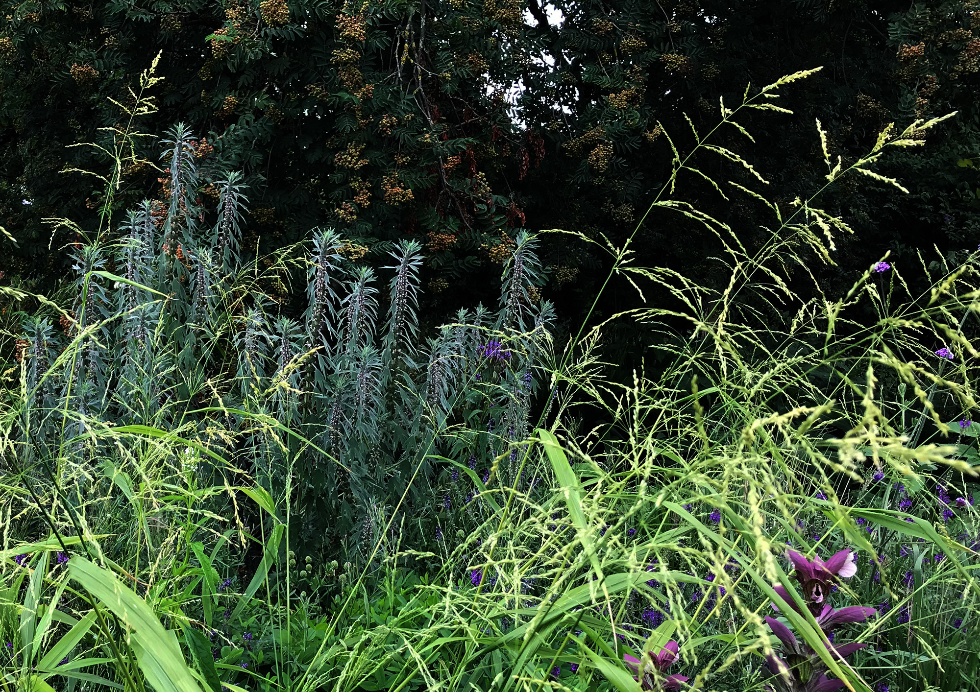 Blüte von Phaenosperma globosa und Leonurus cardiaca