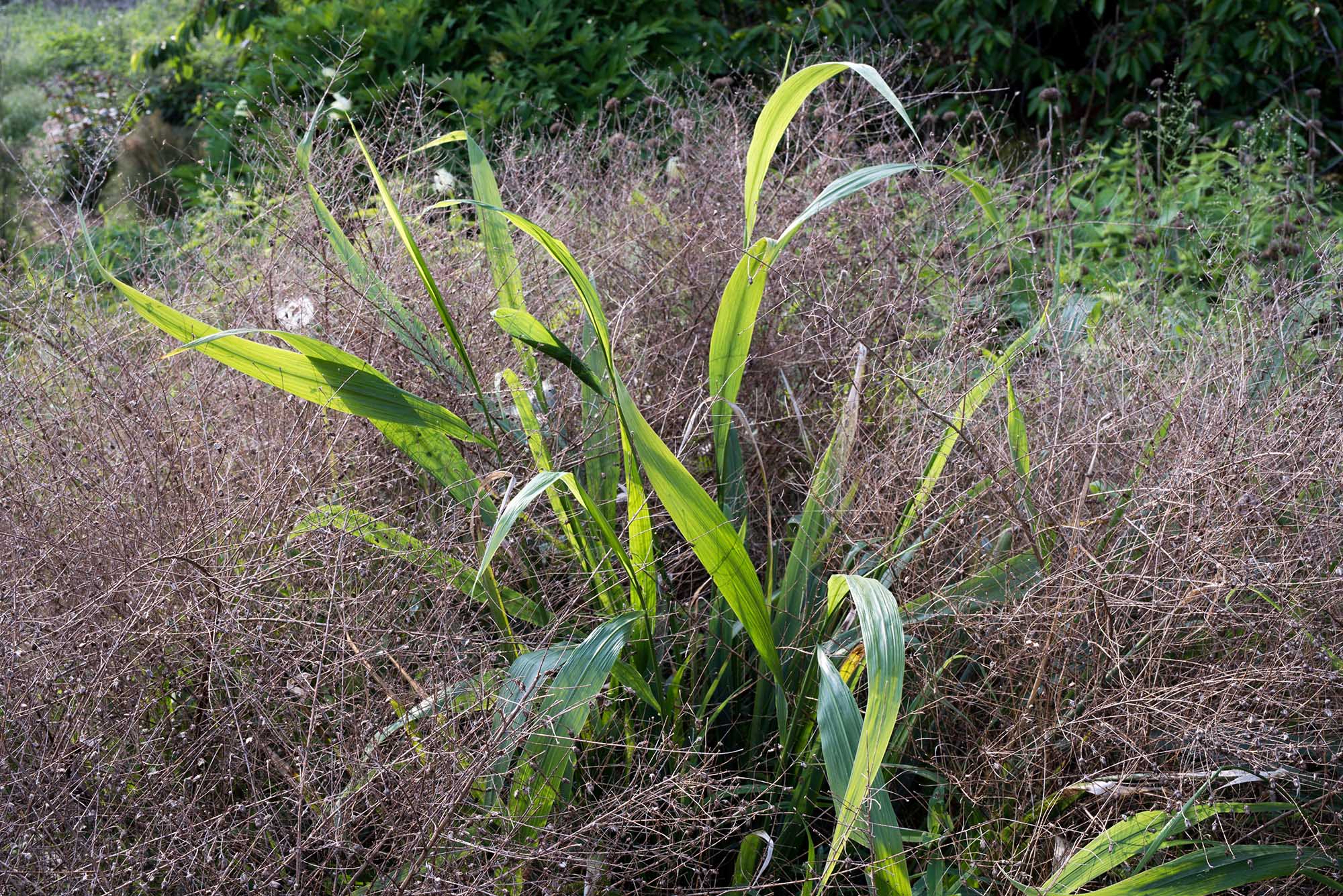 Austrieb Phaenosperma globosa im April in Symphyotrichum pilosum var. pringlei