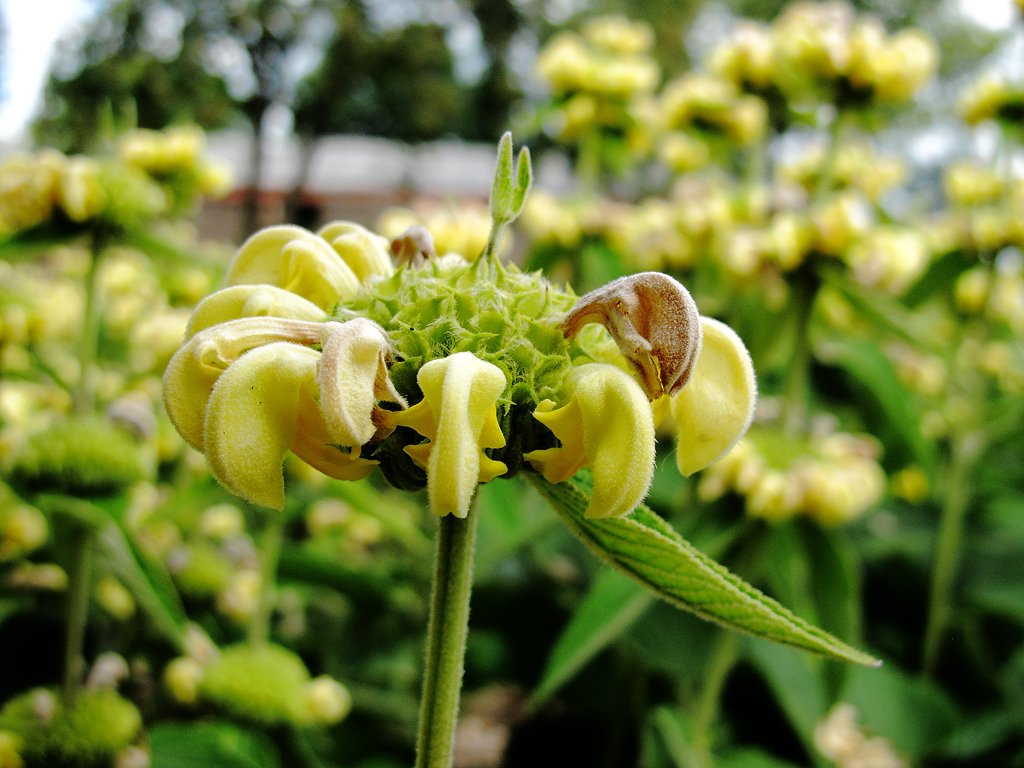 Paeonia 'Quad' Blüte fortgeschritten