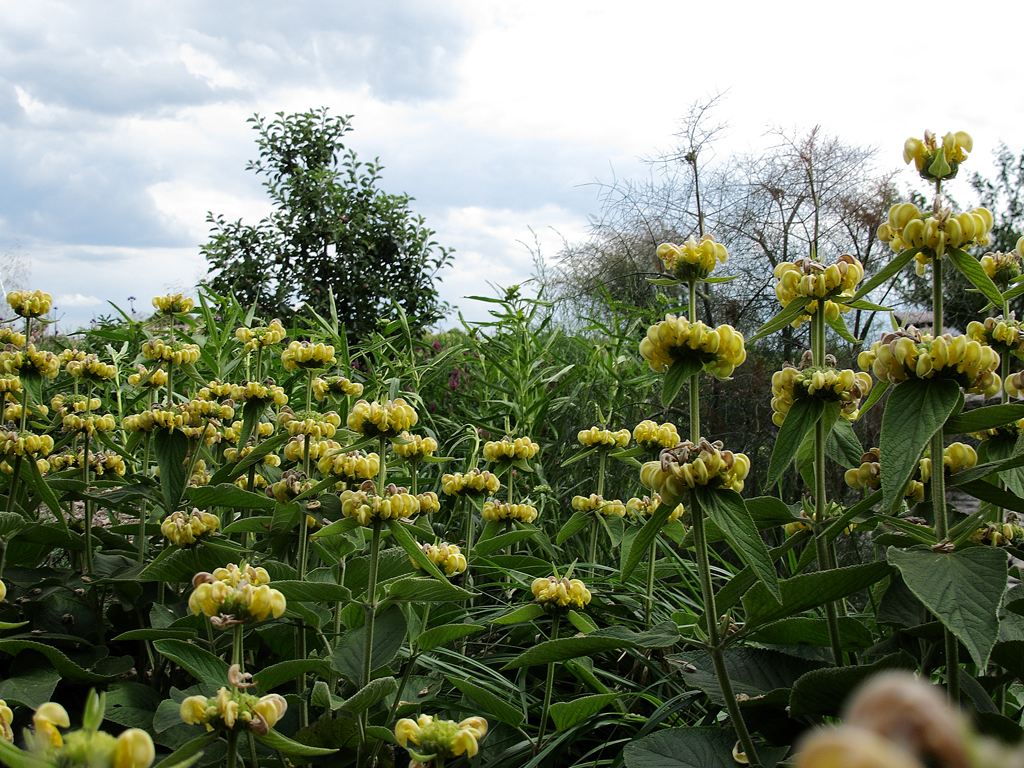 Die Blüte von Carex elata 'Bowles Golden' neigt sich im Mai bei Regen.