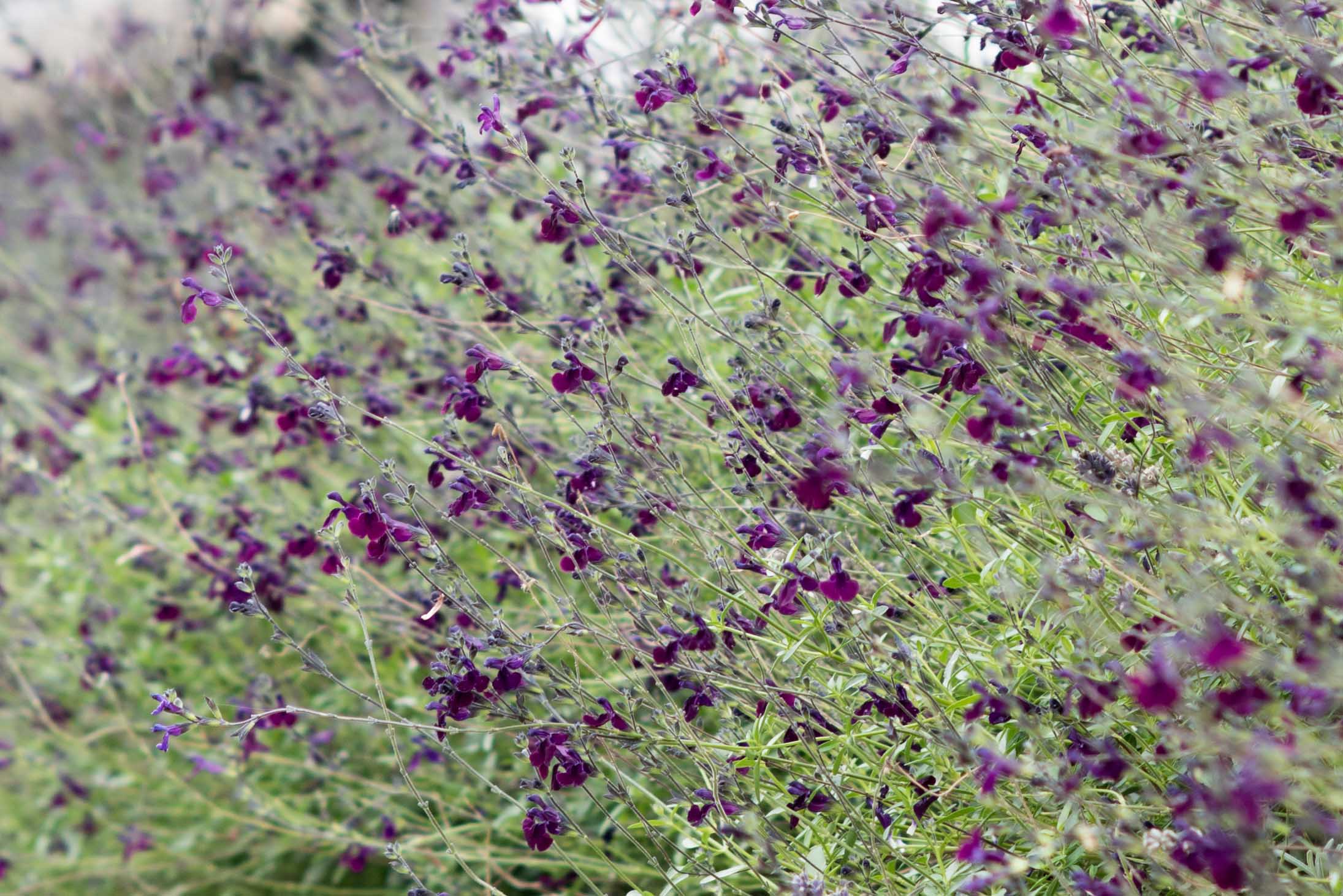 Ein Meer von Salvia ×jamensis 'Nachtvlinder'