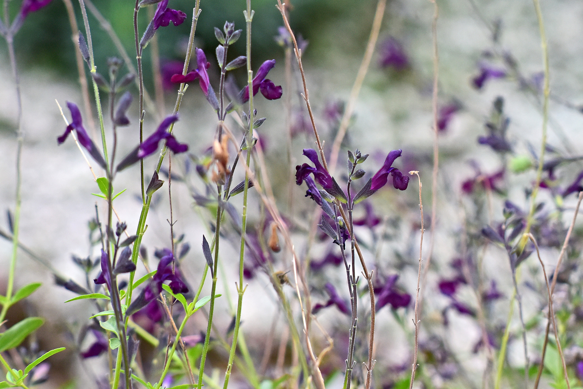 Ein Meer von Salvia ×jamensis 'Nachtvlinder'