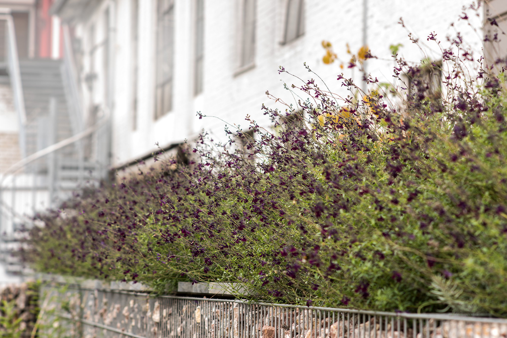 Ein zwölf Meter langer 'Blühstreifen' mit Salvia ×jamensis 'Nachtvlinder' - Detail einer Pflanzplanung in Viersen