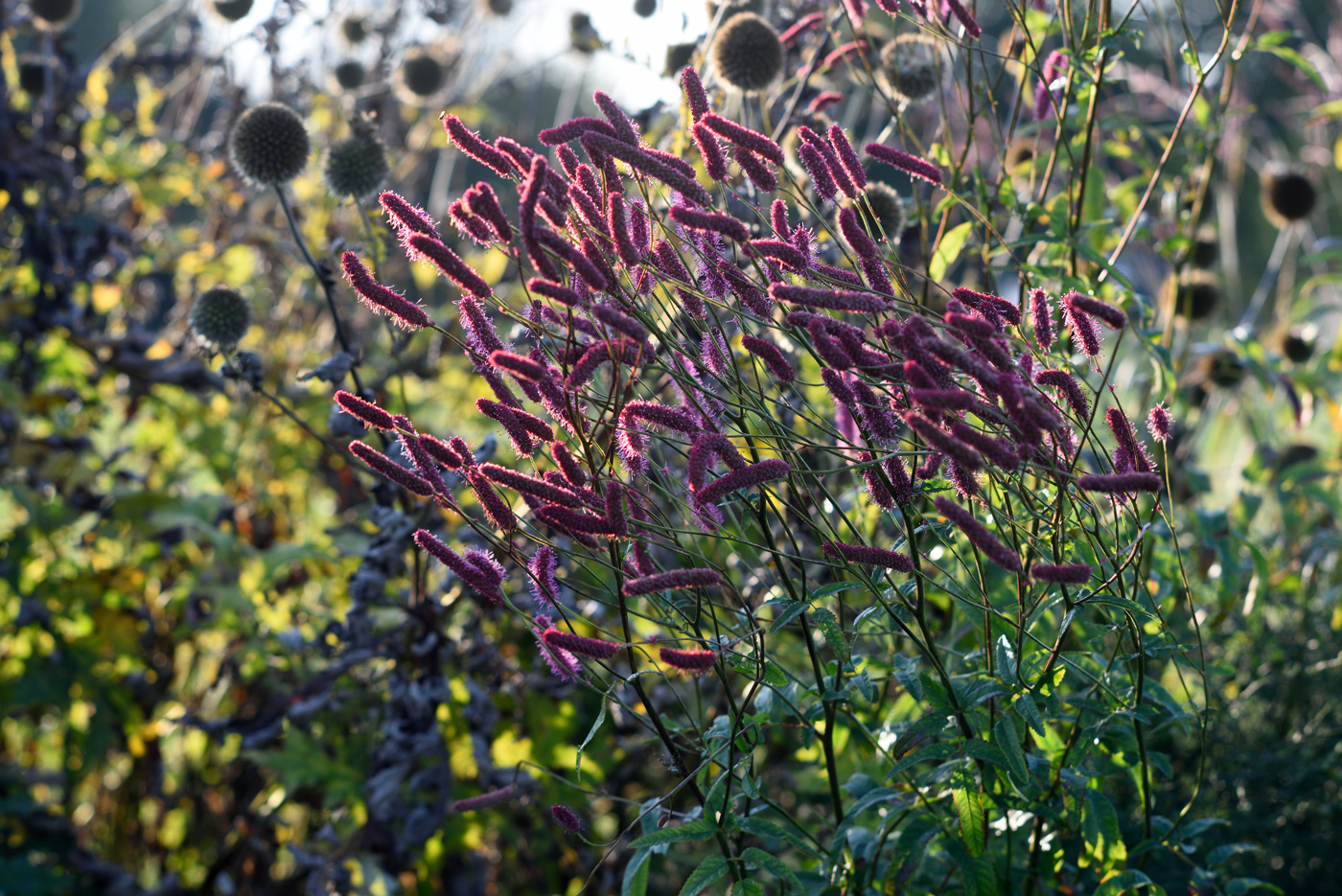 Sanguisorba 'Blackthorn' vor Echinops sphaerocephalus in Herbstfärbung