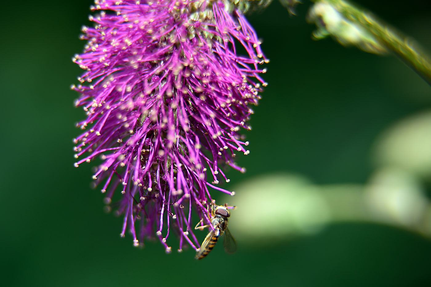 Blütendetail von Symphyotrichum pilosum var. pringlei