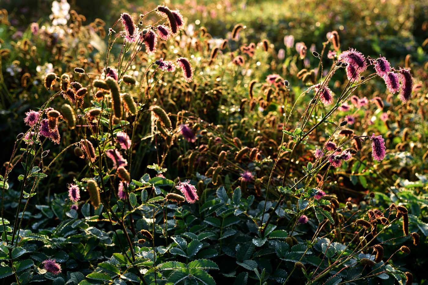 Sanguisorba hakusanensis 'Alster Luft'