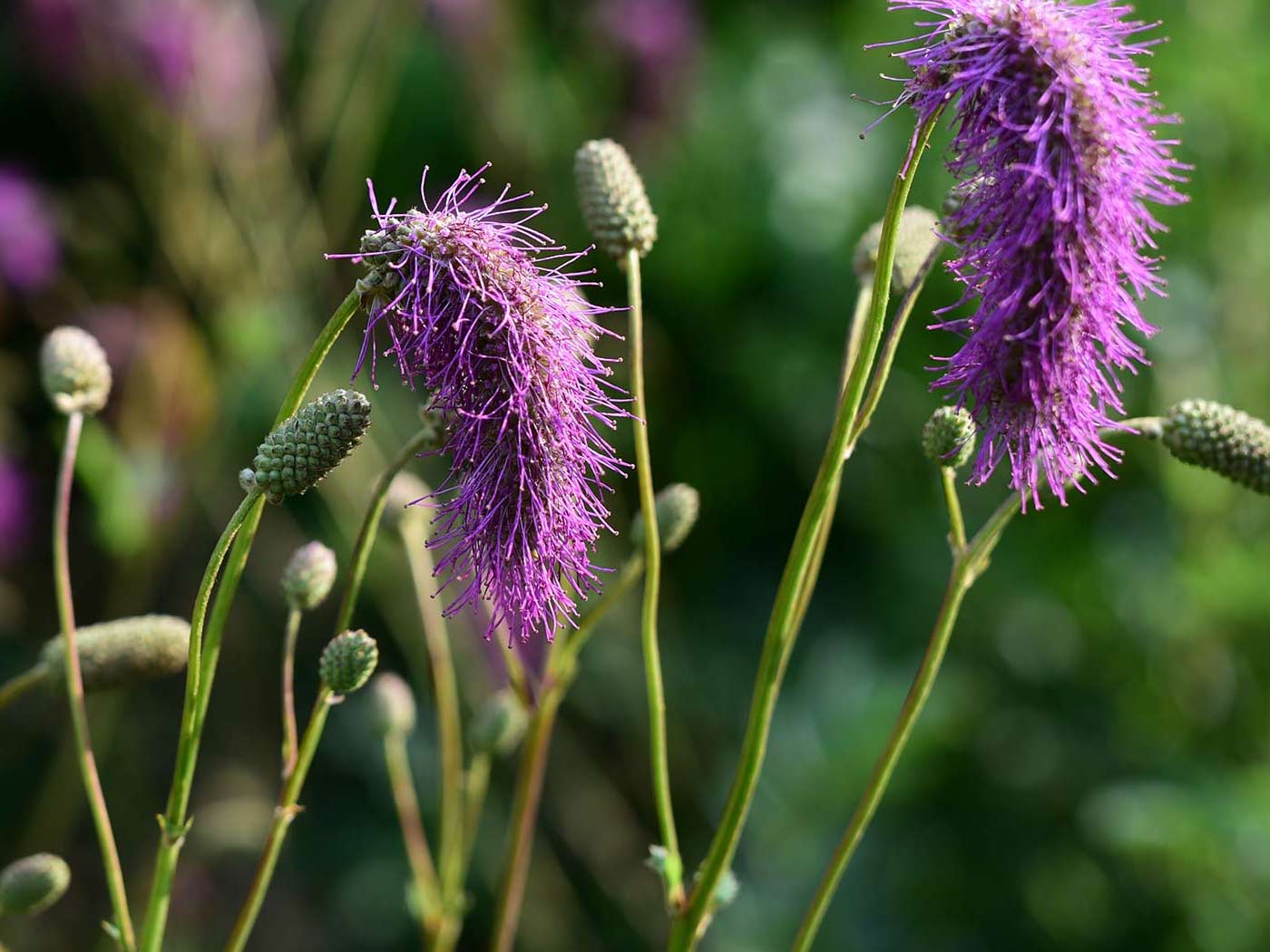 Die Blüte von Sanguisorba hakusanensis 'Alster Luft' veriiert sehr stark 