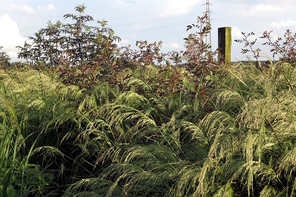 In einem Jahr mit durchschnittlichen Niederschlägen erreicht Deschampsia cespitosa eine Höhe von 1,40 m. In einem Jahr mit durchschnittlichen Niederschlägen erreicht Deschampsia cespitosa eine Höhe von 1,40 m.
