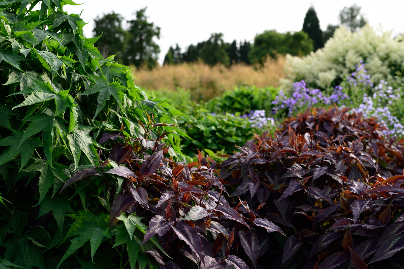 Sida hermaphrodita mit Eutrochium (Eupatorium) maculatum 'Phantom'