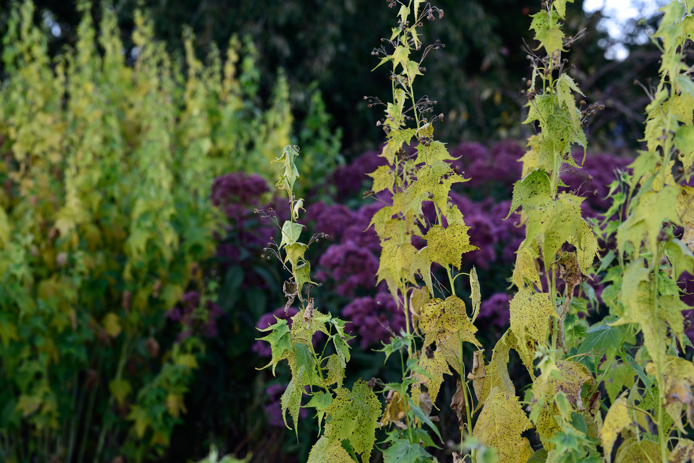 Sida hermaphrodita mit Eutrochium (Eupatorium) maculatum 'Phantom'