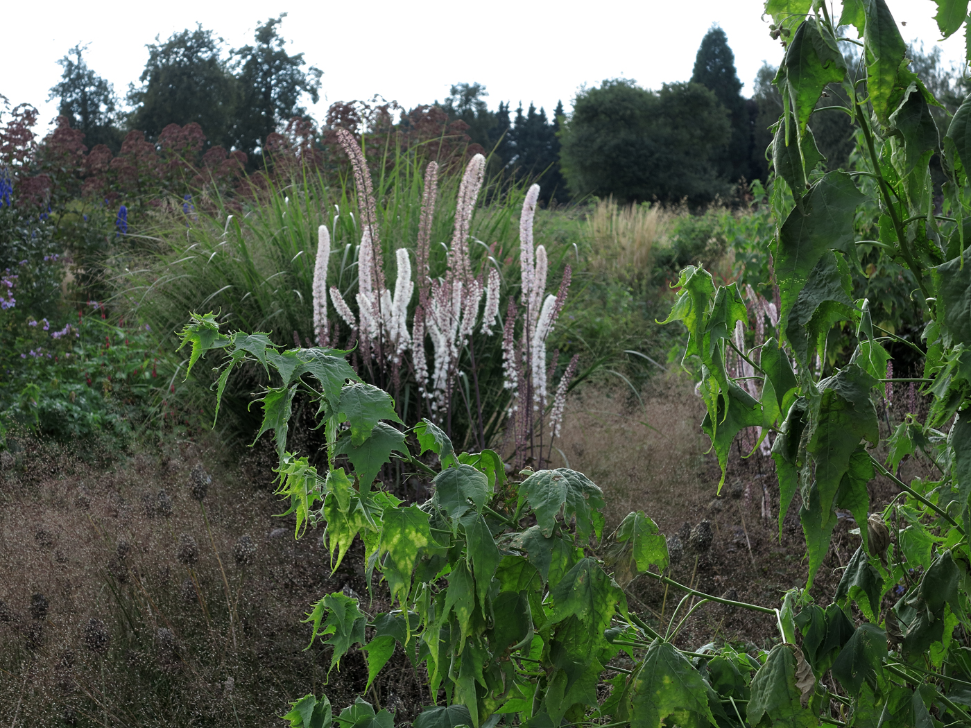 Cimicifuga simplex 'Brunette' in einer sogenannten Matrix aus Sporobolus heterolepis