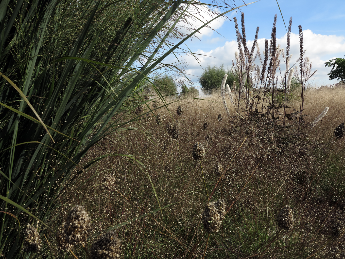 Panicum virgatum 'Northwind', Sporobolus heterolepis, Allium sphaerocephalon und Cimicifuga simplex 'Brunette'