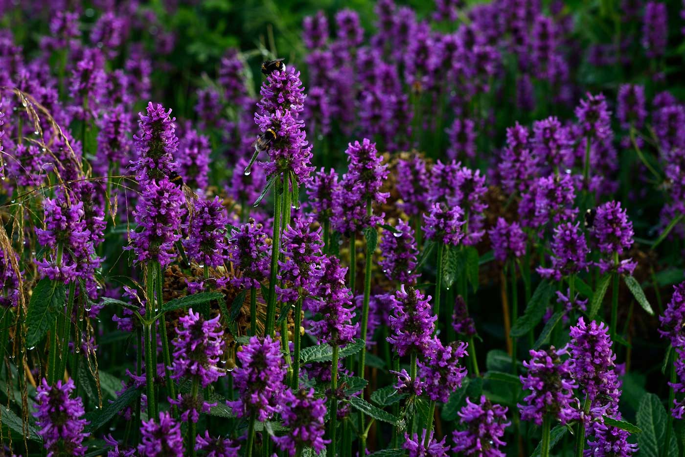 Stachys officinalis 'Hummelo' mag es gesellig (2) 