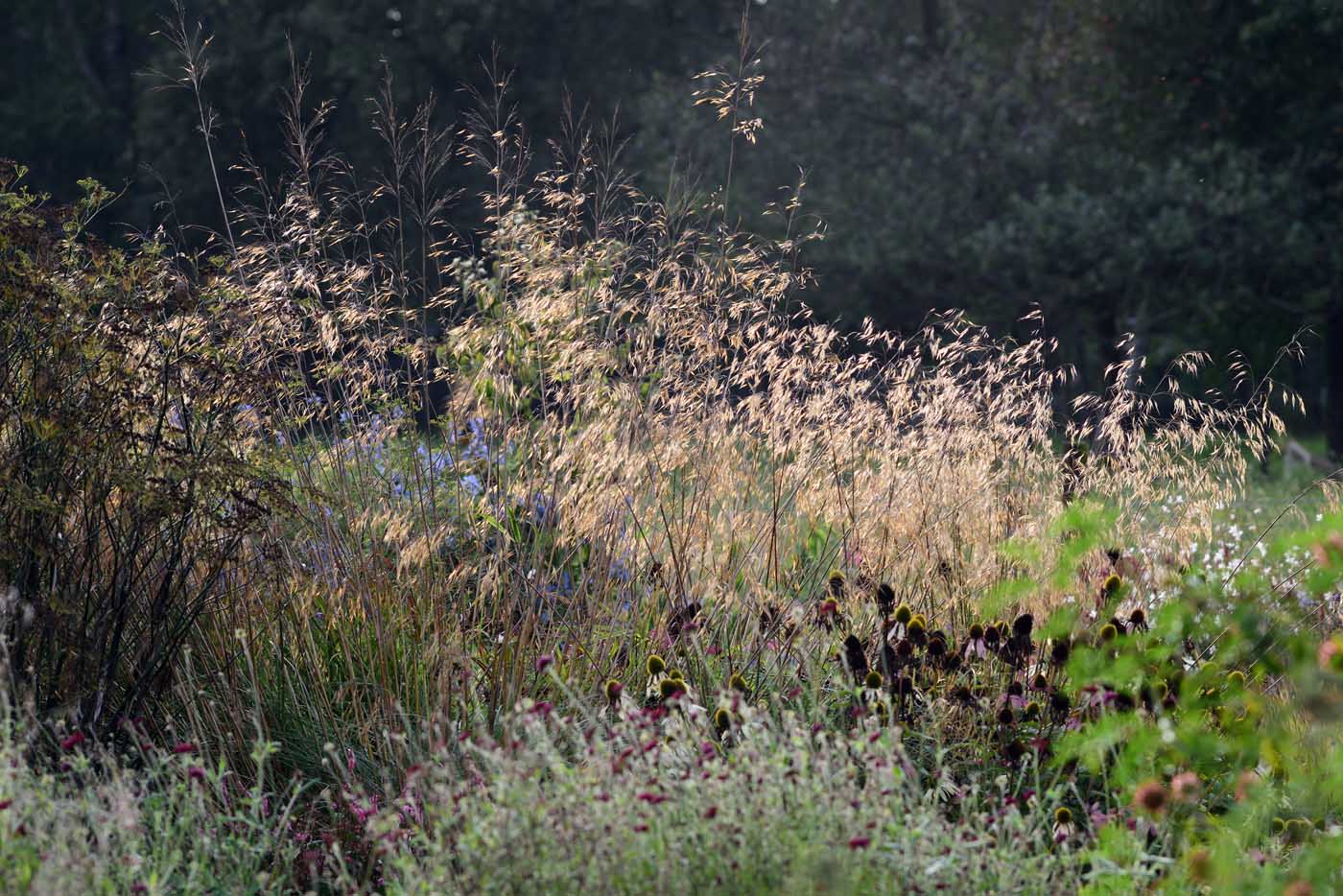 Stipa gigantea nach dem Höhepunkt der Blüte 