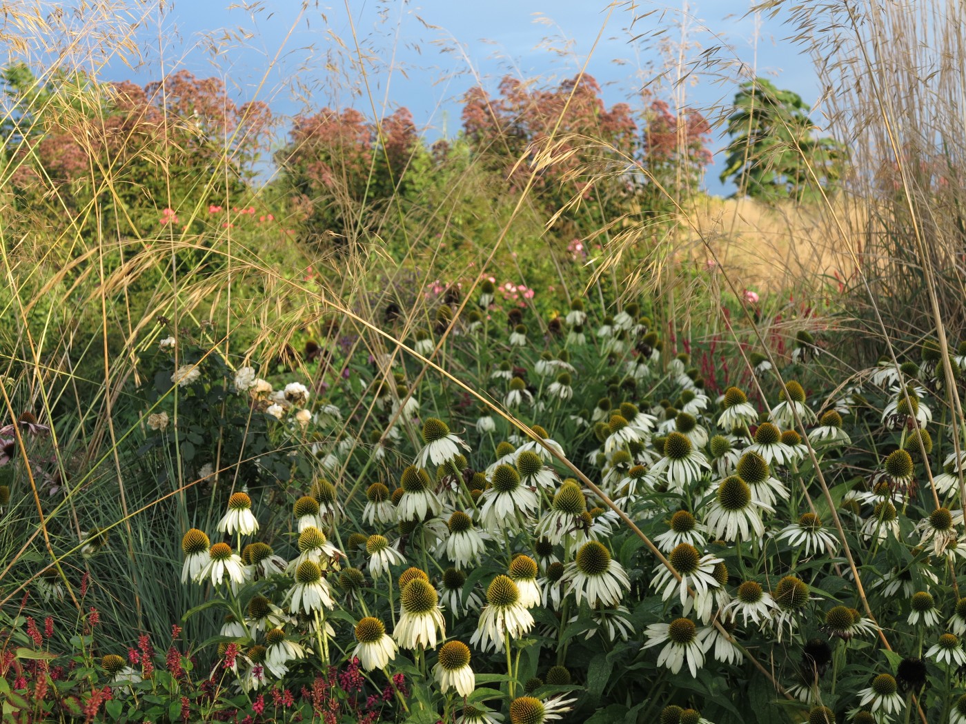 Eine (zugegeben) etwas übertriebene Inszenierung mit Purpurdost und Echinacea