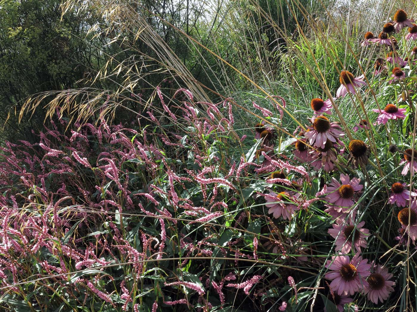 Stipa gigantea mit Echinacea purpurea und der niedrigen Sorte Bistorta amplexicaulis 'Pink Elephant'