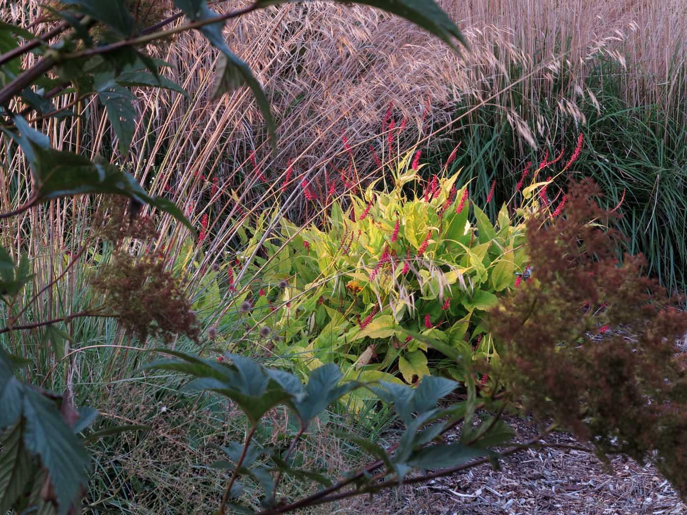 Stipa gigantea, Bistorta amplexicaulis ‚Cottesbrook Gold‘ und Calamagrostis acutiflora 'Karl Foerster'