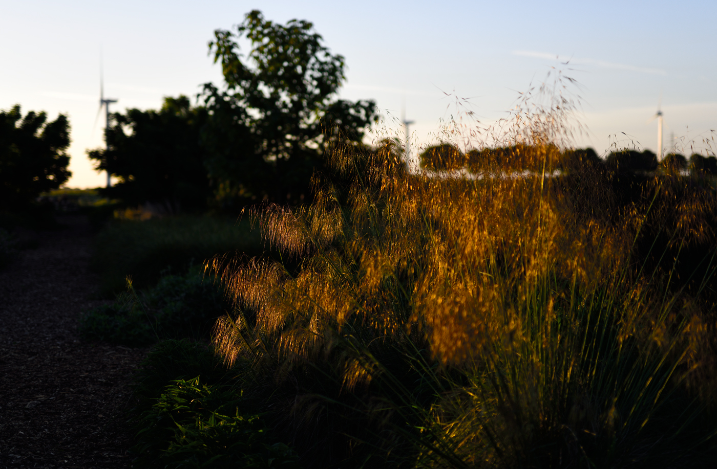 Die Blüte von Stipa gigantea besitzt eine enorme Leuchtkraft