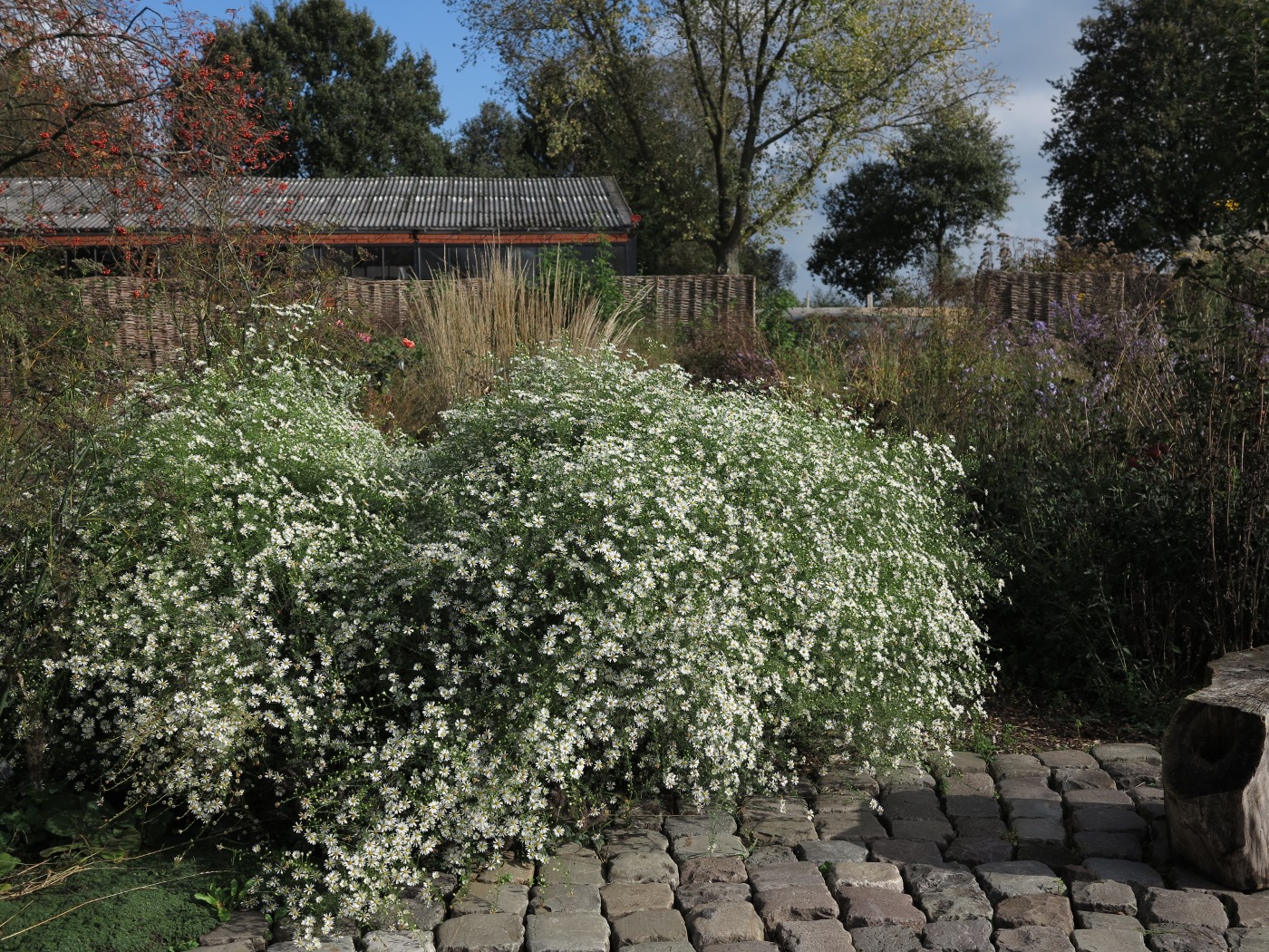 Privatgarten in Brüggen: Habitus Symphyotrichum pilosum var. pringlei im dritten Jahr