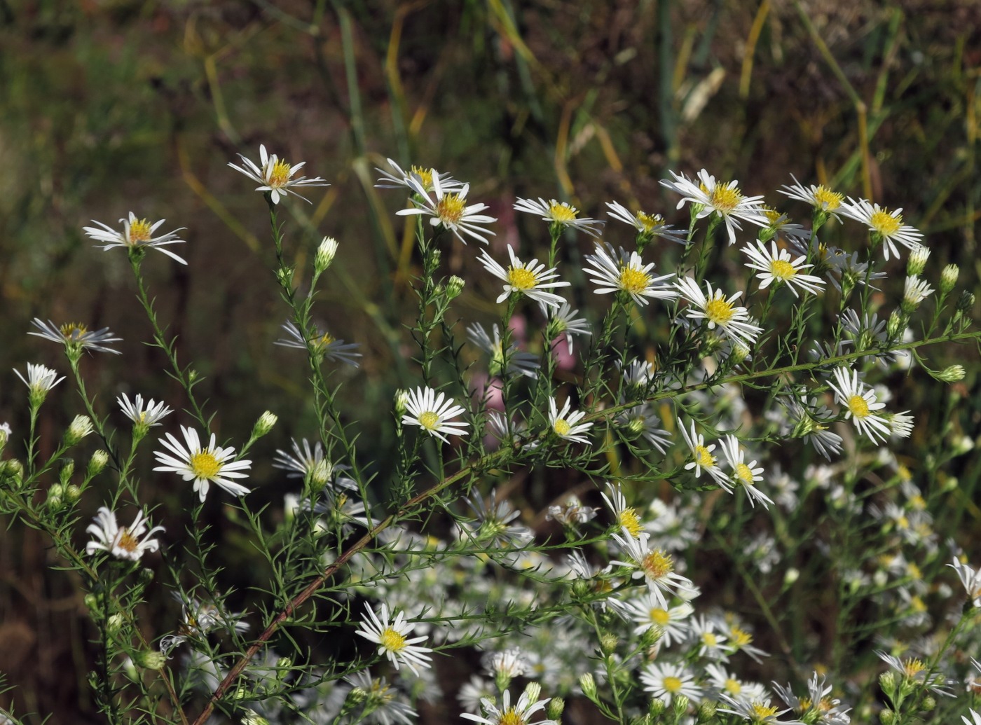 Privatgarten in Brüggen: Blütendetail von Symphyotrichum pilosum var. pringlei