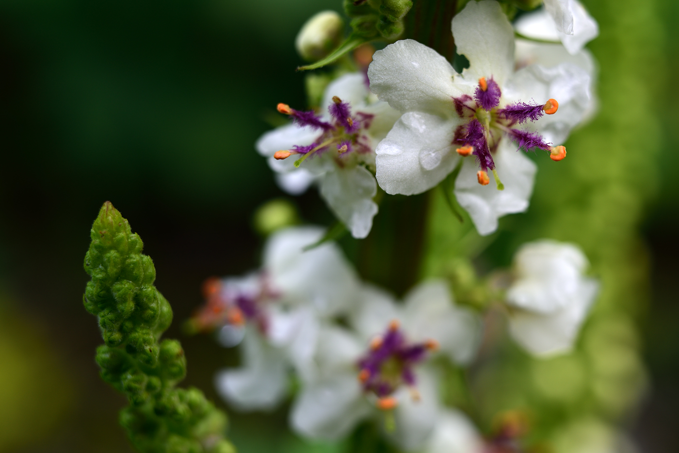 Verbascum chaixii 'Album' Blütendetail