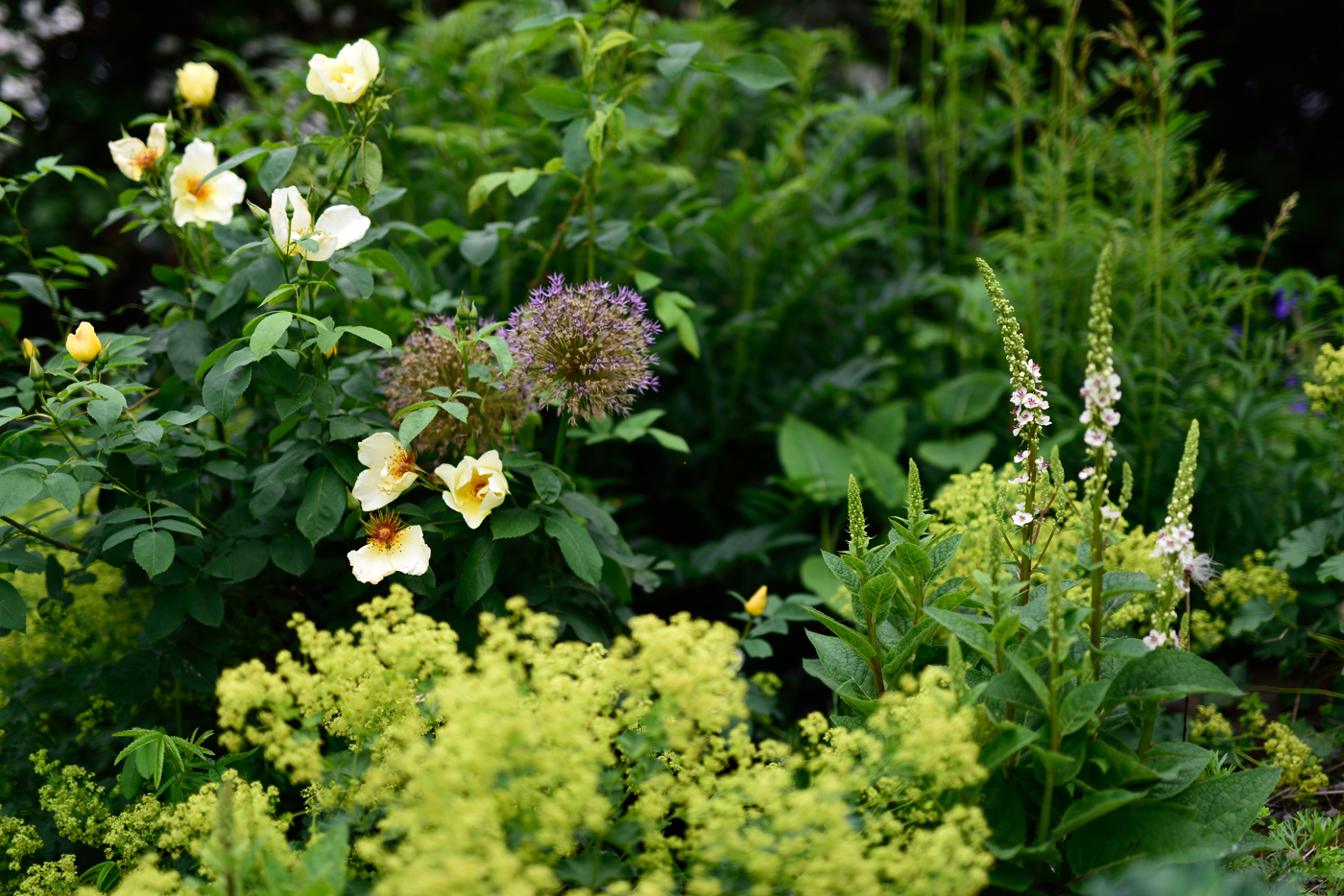 Verbascum chaixii 'Album' mit der Rose 'Golden Wings' Verbascum chaixii 'Album' mit der Rose 'Golden Wings'