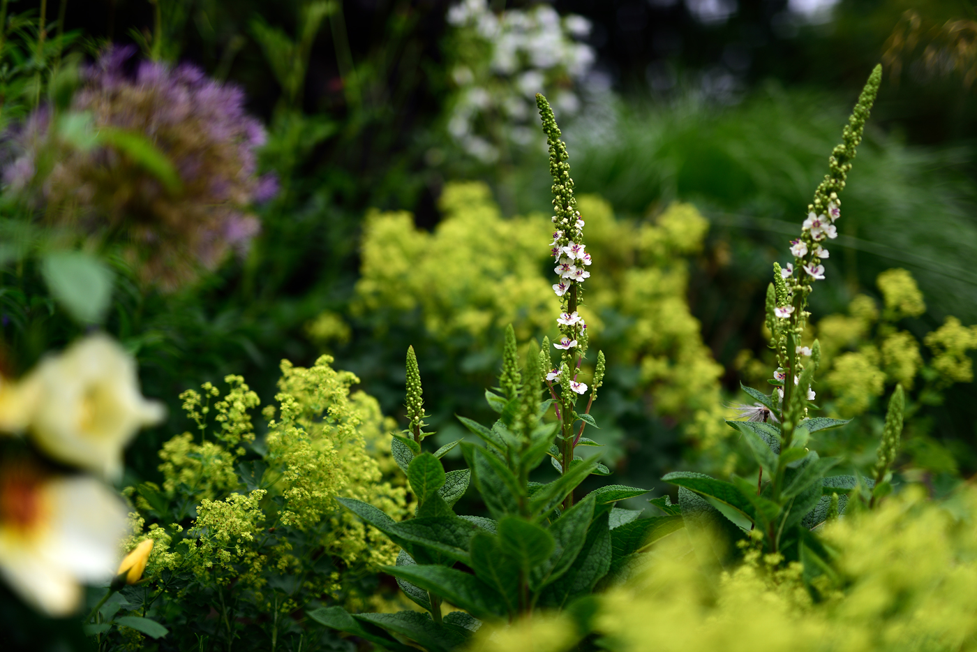 Verbascum chaixii 'Album' Verbascum chaixii 'Album'