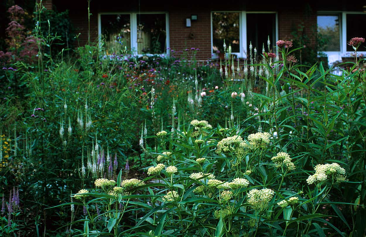 Verschiedene Sorten Veronicastrum virgicum mit Asclepias incarnata 'Ice Ballet'