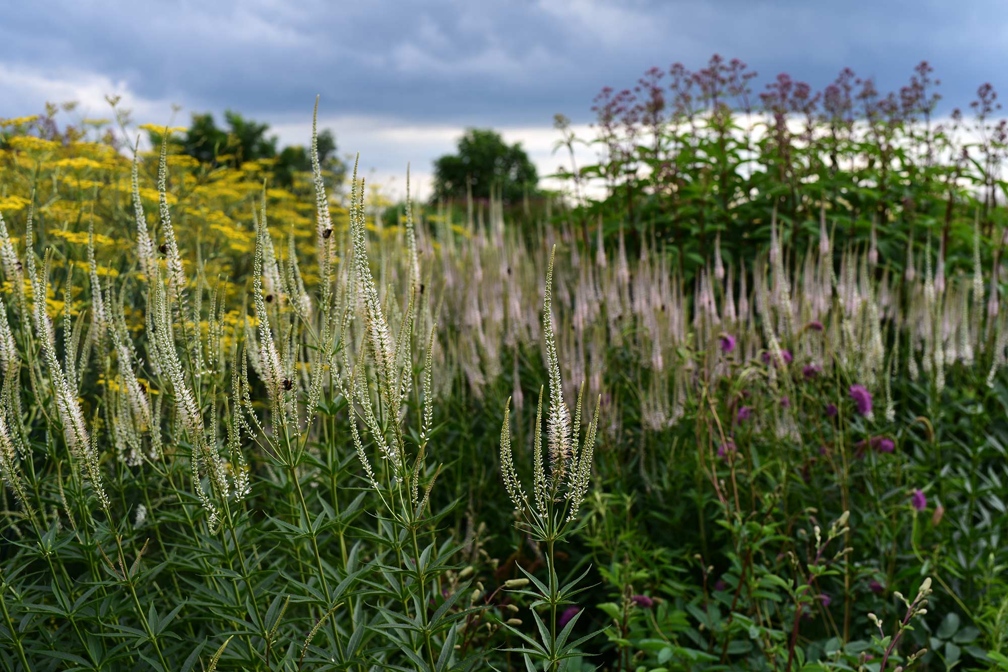 Veronicastrum virginicum 'Diana'