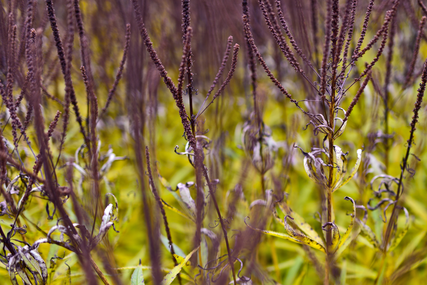 Herbstaspkt der Veronicastrum virginicum-Hybride 'Lavendelturm'