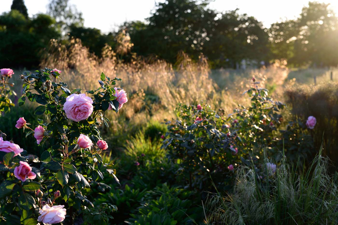 Englische Rose 'A Shropshire Lad' mit Stipa gigantea
