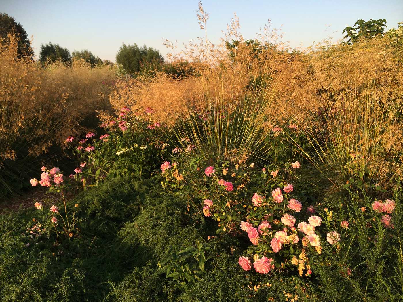 Die Blüte von Jeffersonia diphylla 