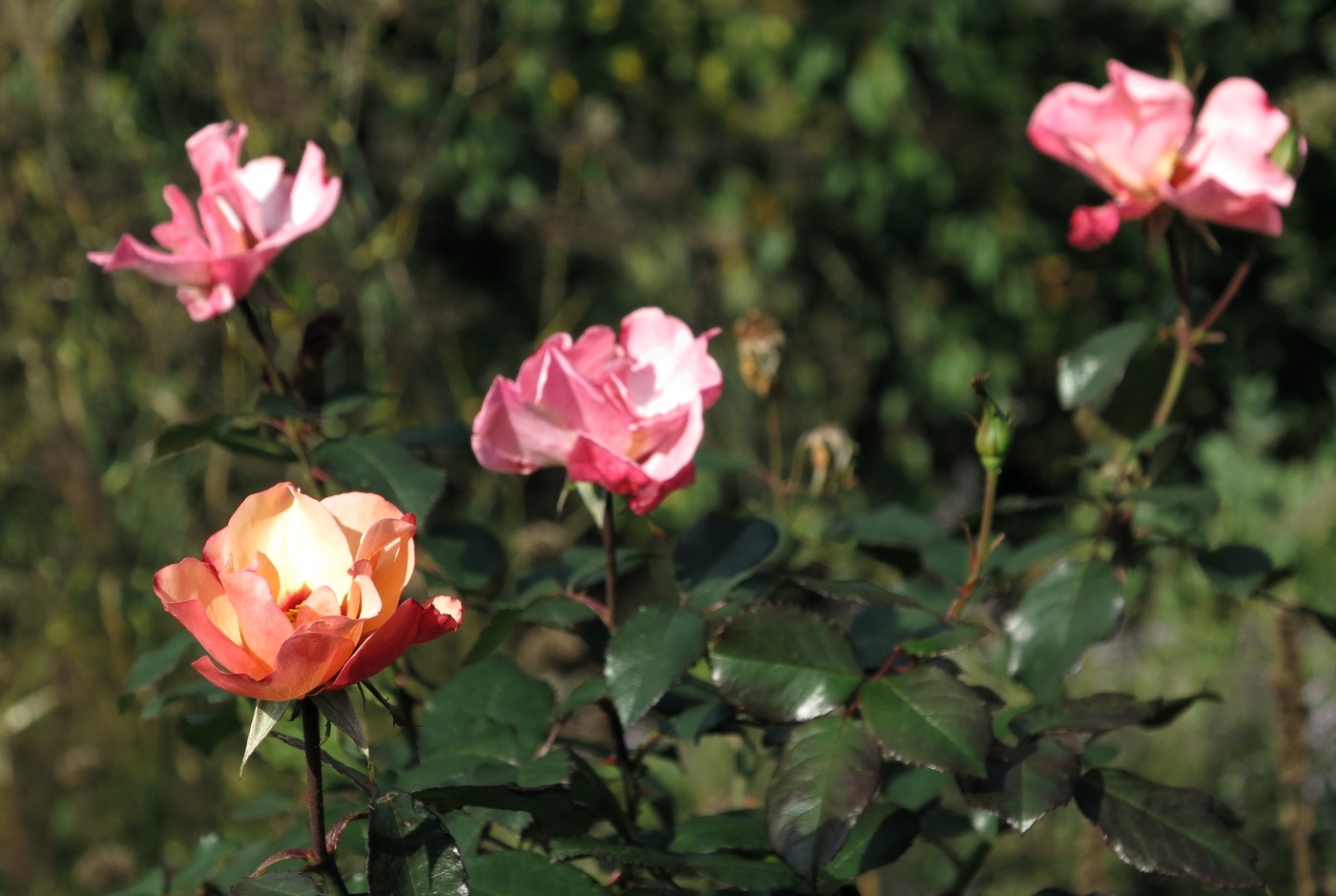 Das Farbspektrum der Rosa persica 'Persian Butterfly' Blüte