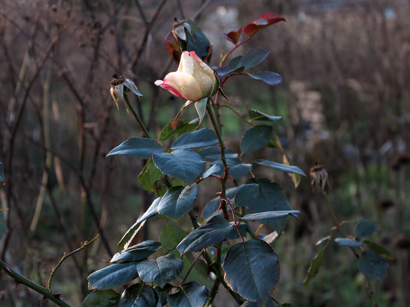 Hier eine späte Blüte von Rosa persica 'Persian Butterfly' am 14. Dezember 2014.