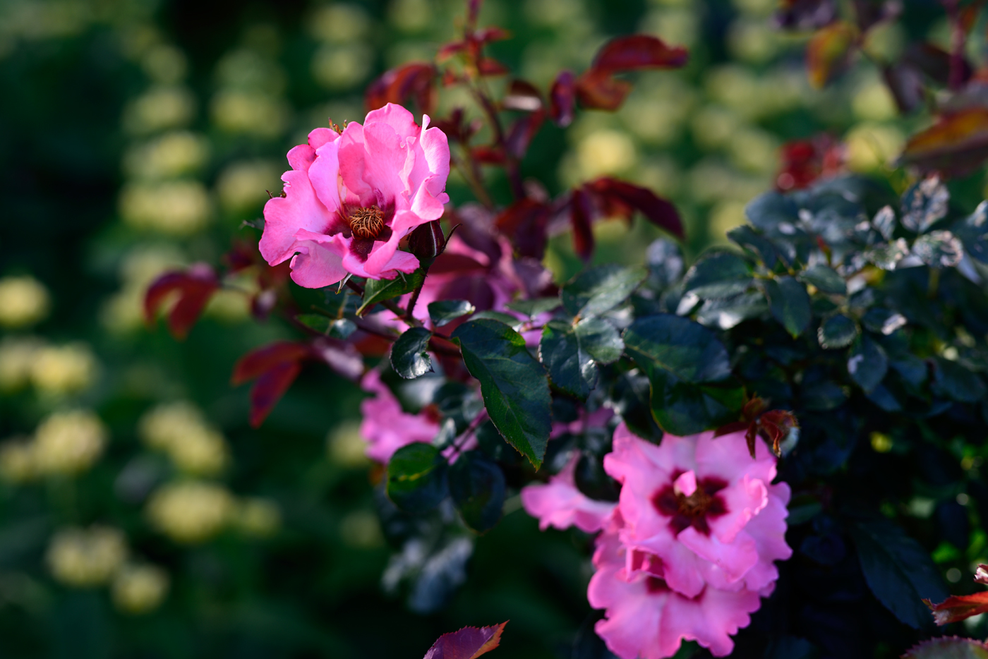 Rosa persica 'Persian Butterfly'