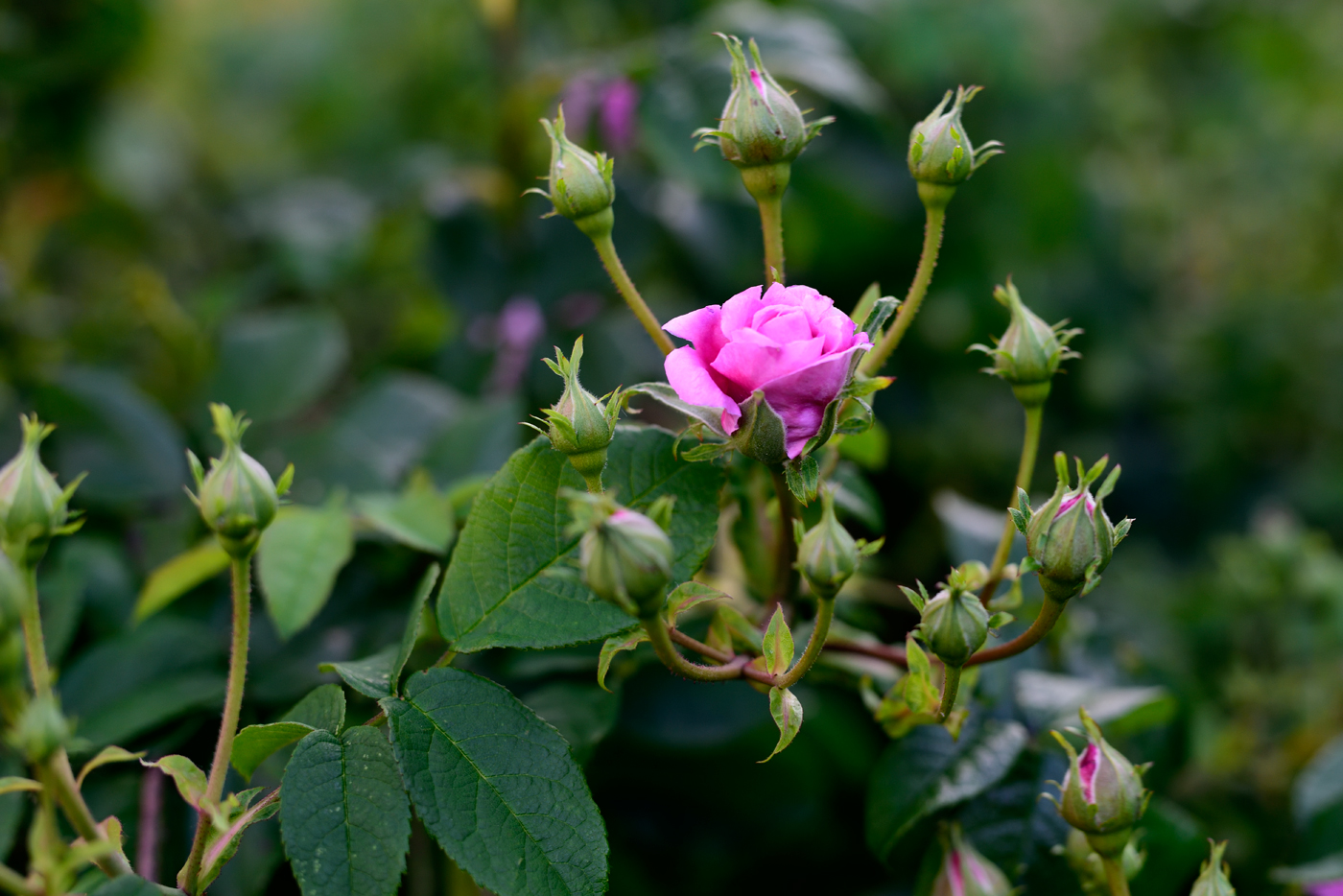 Rosa glauca in Rasen-Schmiele, Deschampsia cespitosa