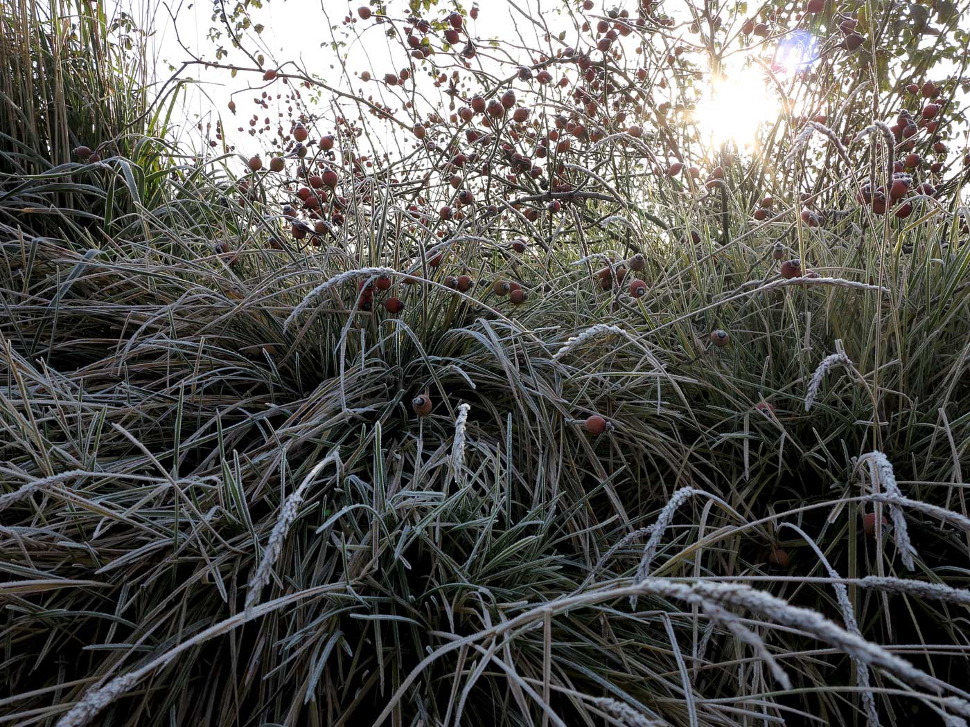 Hagebutten von Rosa gallica ‚Complicata' mit Sesleria autumnalis im dritten Jahr nach der Pflanzung Hagebutten von Rosa gallica ‚Complicata‘ mit Sesleria autumnalis im dritten Jahr nach der Pflanzung