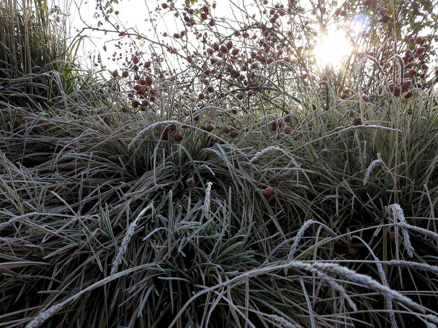 Hagebutten von Rosa gallica ‚Complicata‘ mit Sesleria autumnalis im dritten Jahr nach der Pflanzung