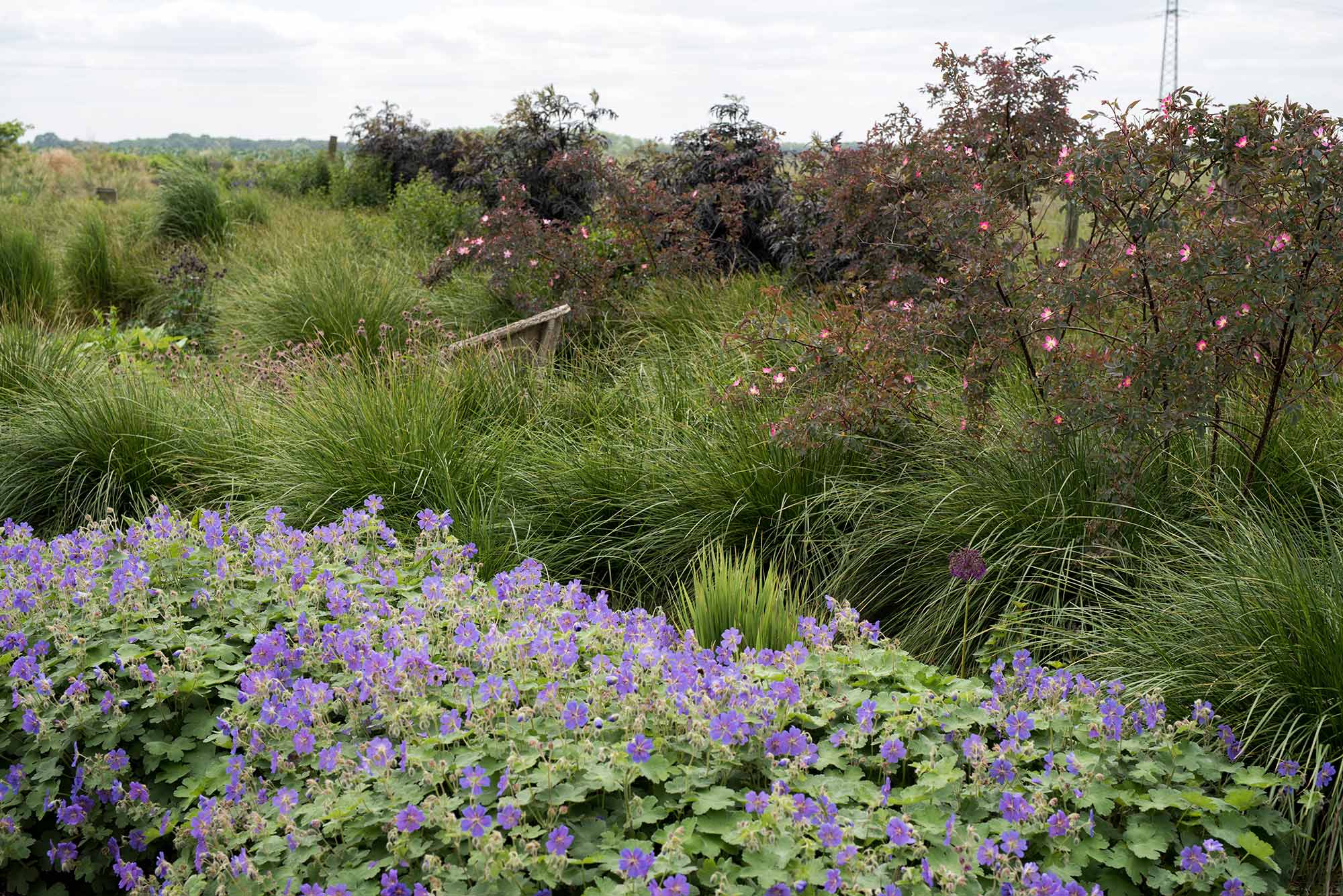 Geranium renardii 'Philippe Vapelle' vor Rosa glauca