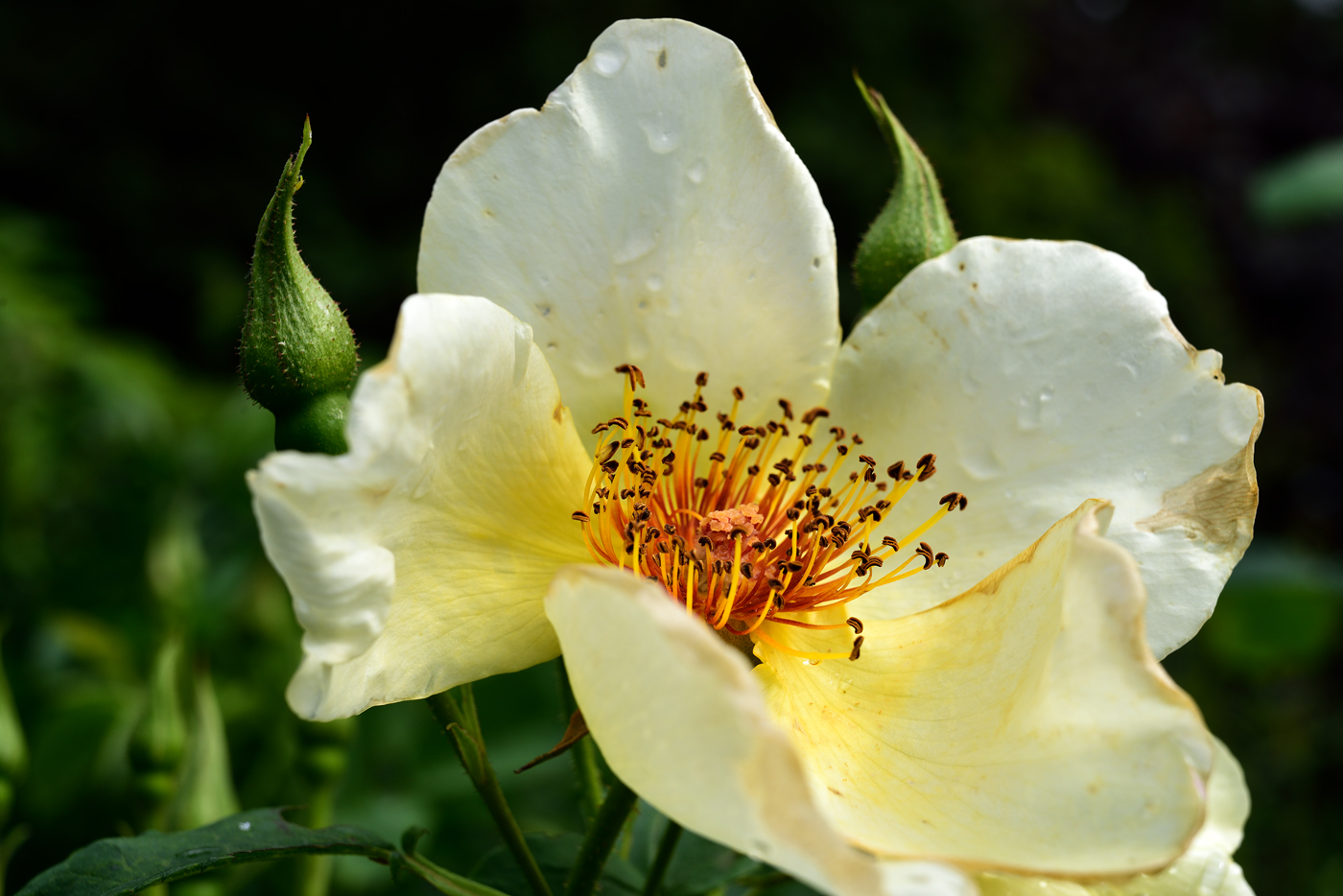 Blüte der Rose 'Golden Wings' Blüte der Rose 'Golden Wings'