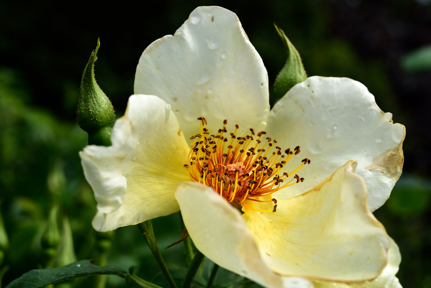 Blüte der Rose 'Golden Wings'