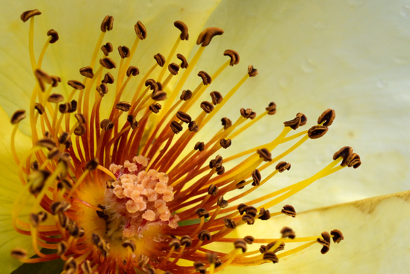 Alle Details der Blüte der Rose 'Golden Wings'