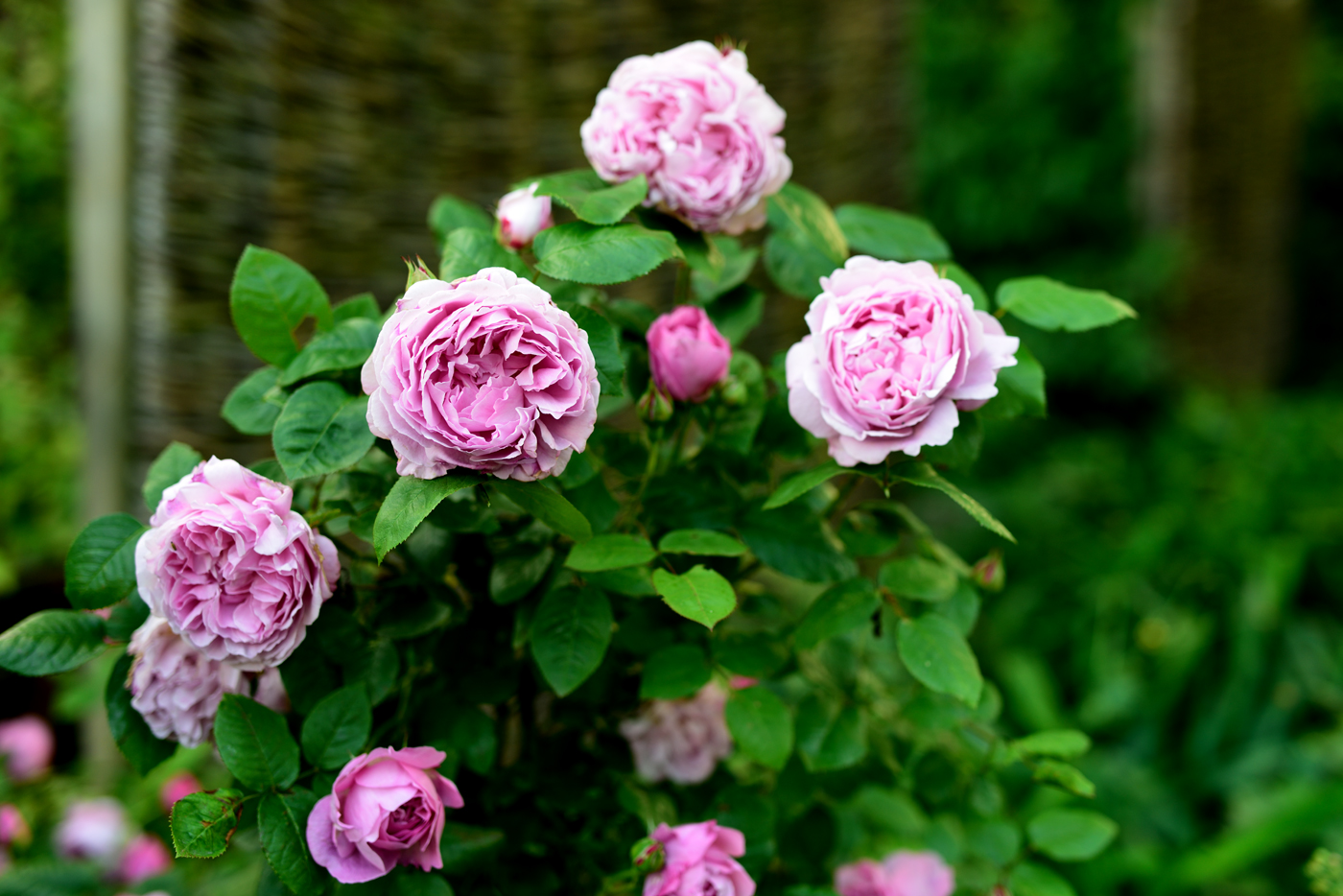 Englische Rose 'Mary Rose'