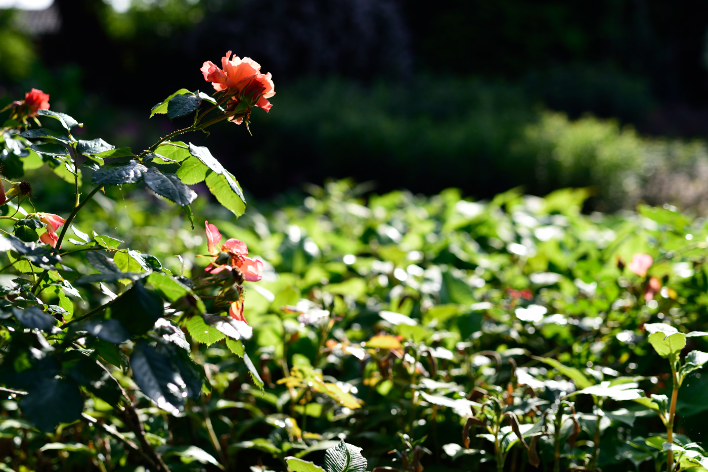 Rose 'Westerland' in Bistorta amplexicaulis und Persicaria campanulata