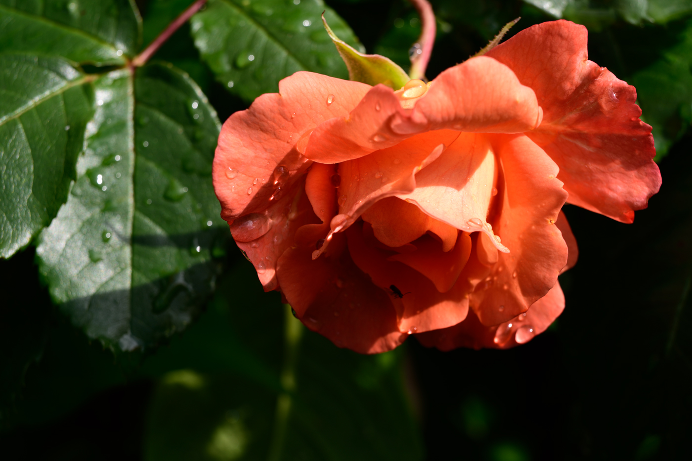 Rose 'Westerland'