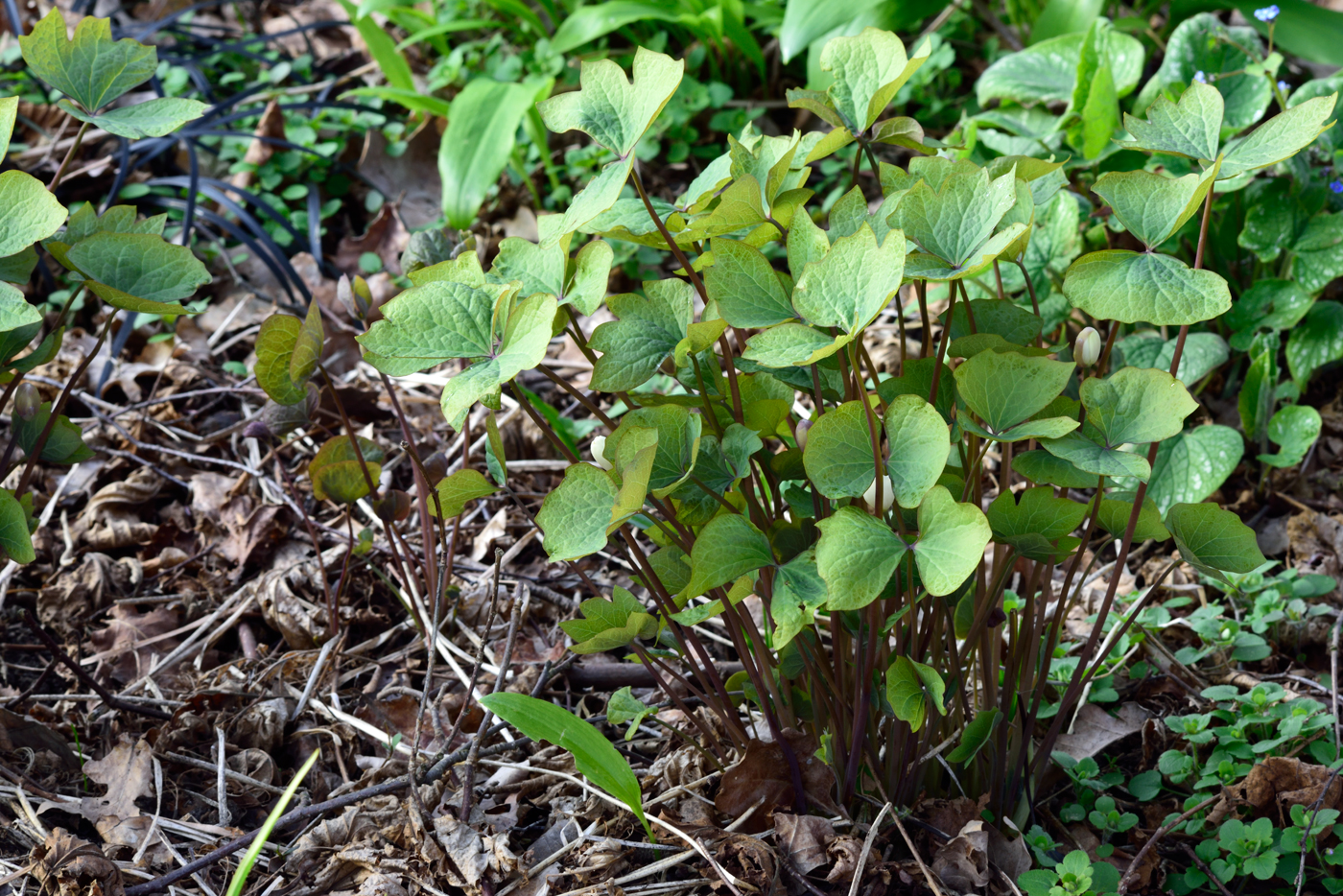 Jeffersonia diphylla im Laubmulch Jeffersonia diphylla im Laubmulch