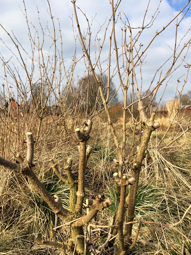 Coppicing oder nur extremer Rückschnitt an Sambucus nigra