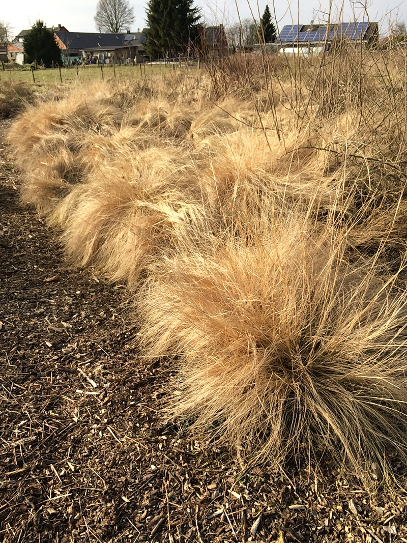 Rosen mit Eragrostis curvula