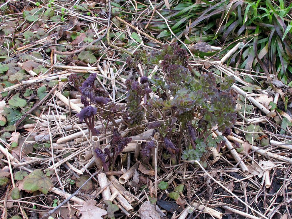 Rückschnitt der Prächtigen Wiesenraute, Thalictrum rochebrunianum