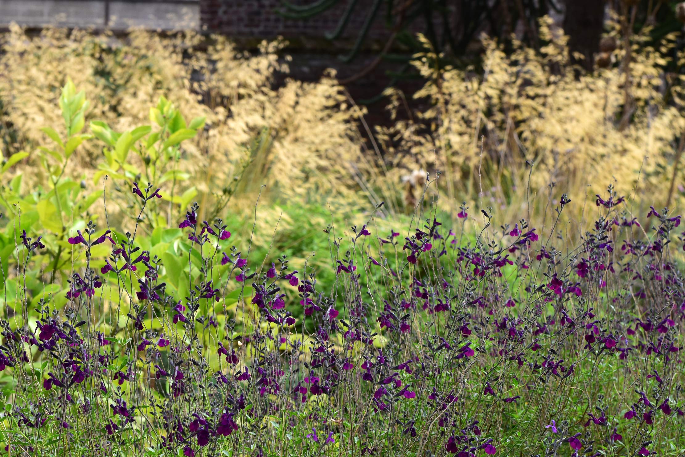 Rückschnitt von Salvia ×jamensis ‘Nachtvlinder’ nach dem Winter in einer Gartengestaltung in Viersen
